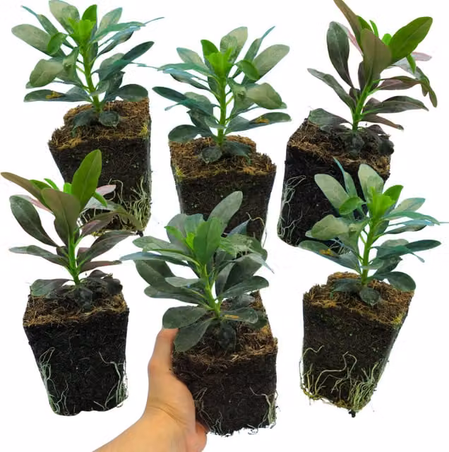 The Rose Press Garden Lime-Green Euphorbia Robbiae Perennial Ground Cover Plant