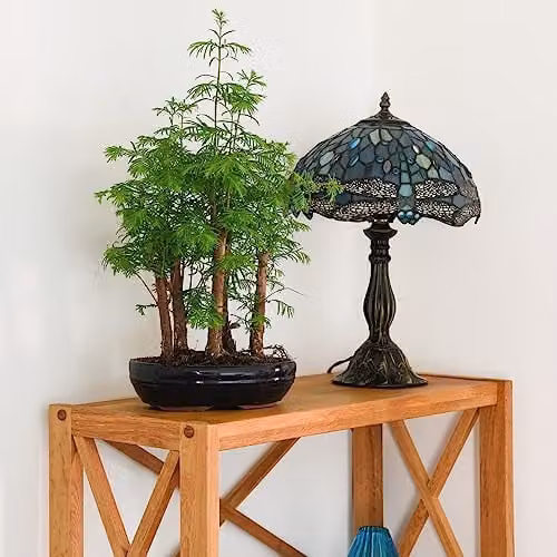 Thompson & Morgan Bonsai Plant Forest Mix in an Oval Green Ceramic Pot, 16cm Diameter – 2