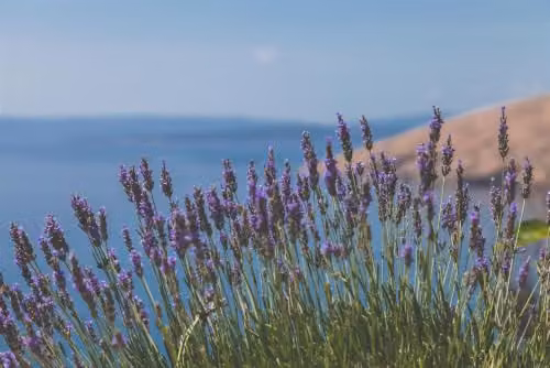 Direct Plants Mixed Lavender Selection of Purple Ornamental Shrubs in 2/3 Litre Pots, Pack of 18