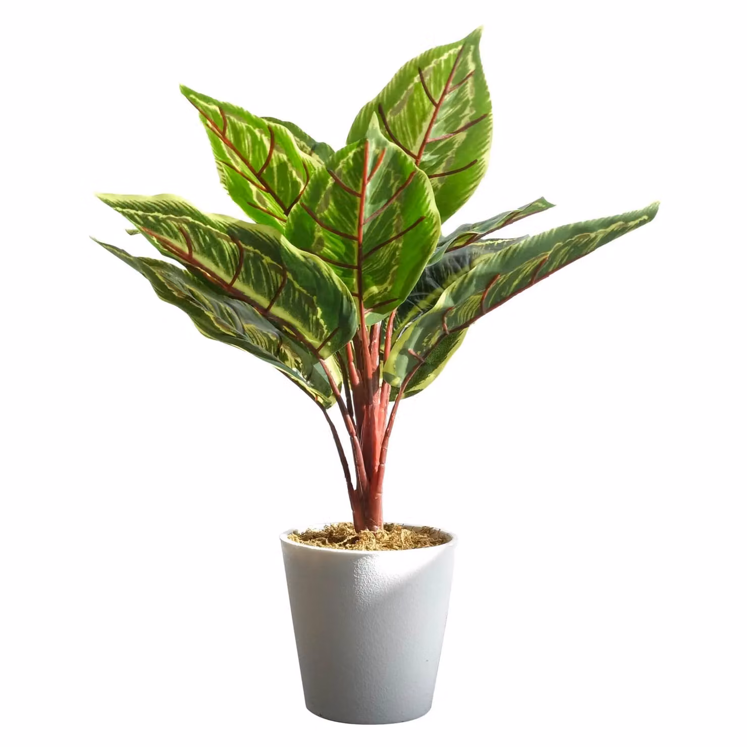 Leaf UK Realistic Artificial Potted Calathea Veitchiane Plant in Green, Height: 38 cm – 3