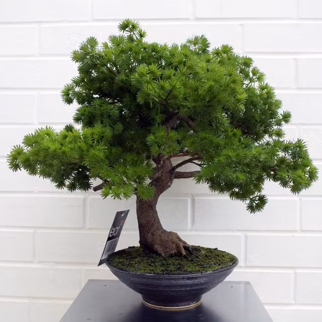 Leaf 60cm Artificial Luxury Pine Bonsai Tree in Green, Black or Brown – 1