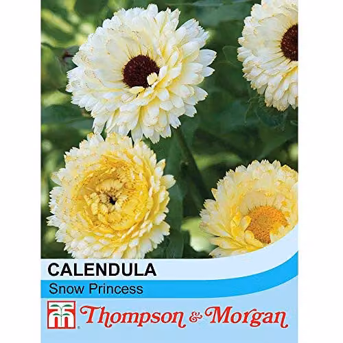 Thompson and Morgan Calendula Snow Princess English Marigold Hardy Annual Flower Seeds, Yellow and White, 50 Seeds