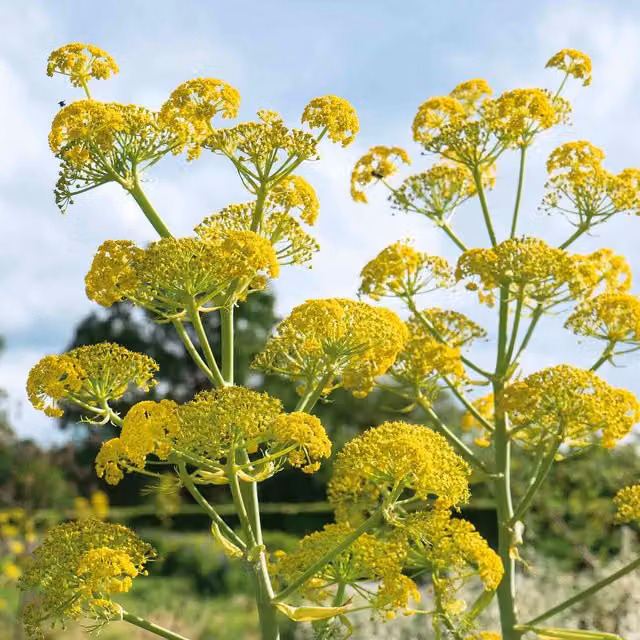 Marshalls Garden Green Fennel Plant (Foeniculum vulgare) Perennial Herb