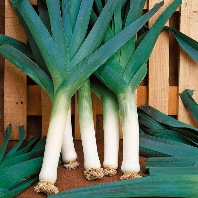 Marshalls Blauwegroene Winter Bandit Hardy Winter Leek Seeds, 250 Seeds