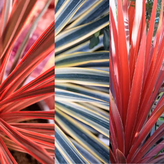 Plants By Post Pack of 3 Mixed Cordyline Plants Red Star, Charlie Boy and Torbay Dazzler, 1L, Burgundy, Pink and Variegated Green