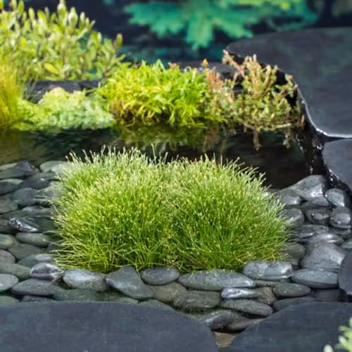 Thompson & Morgan Scirpus Isolepis Slender Club Rush Oxygenating Aquatic Plant in 11cm Basket – 2