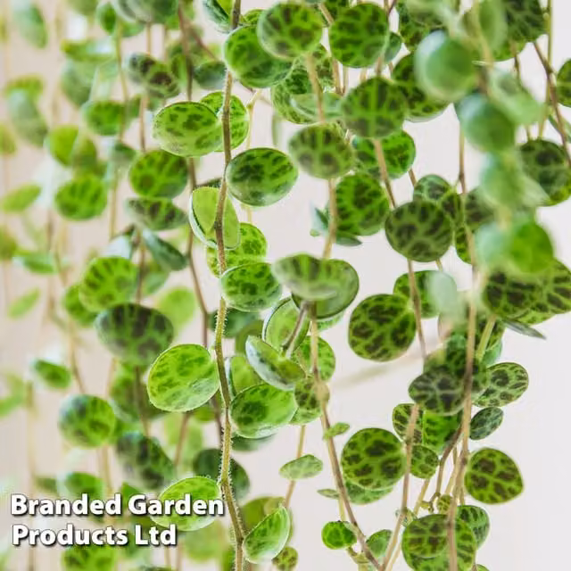 Thompson & Morgan Peperomia prostrata String of Turtles Indoor Houseplant, Green and Red Foliage