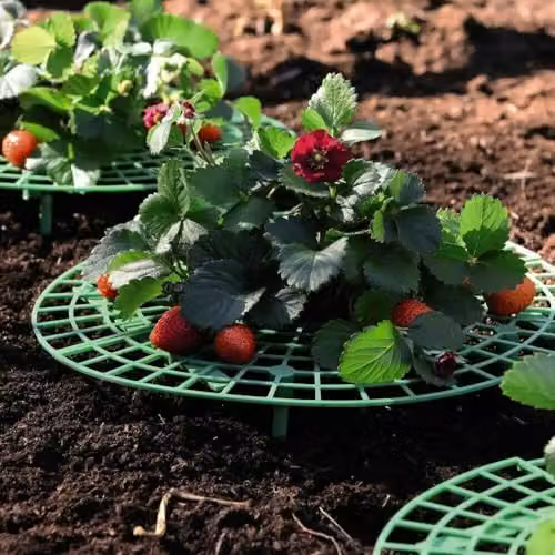 Thompson & Morgan Green Durable Weatherproof Plastic Strawberry Support Frames for Fruit Garden Plants, Pack of 5 – 4