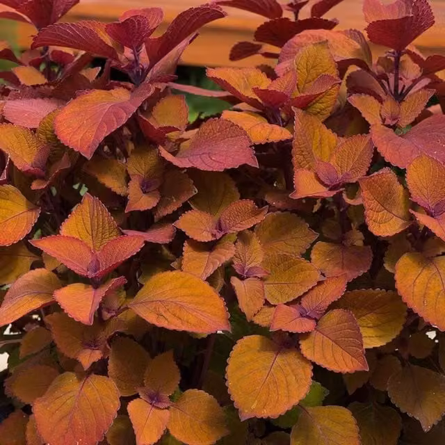 Plant Theory Set of 3 Orange Campfire Coleus Scutellarioides Bedding Plants in 9cm Pots
