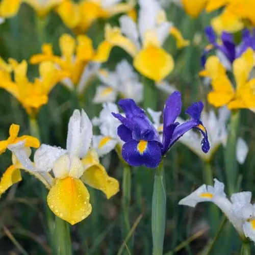 Thompson & Morgan Dutch Iris Hollandica Mix Bulbs, Blue, Yellow and White, 40 Bulbs