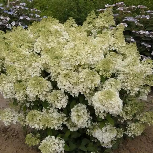 Thompson & Morgan Hydrangea Bobo Dwarf Panicle Ornamental Shrub with White to Pink Blooms, 25 Litre Pot