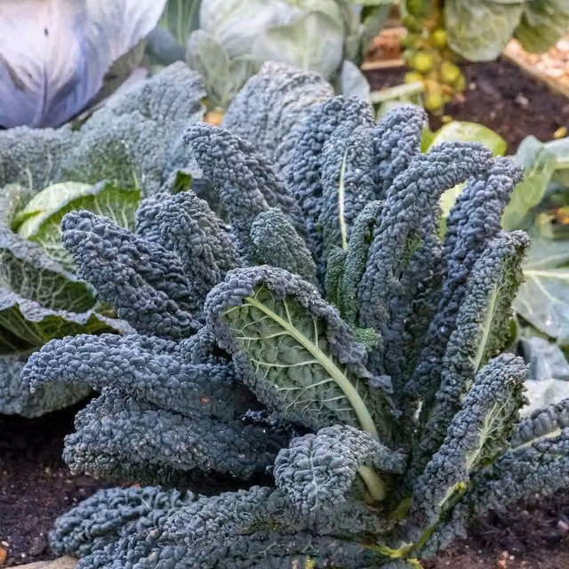 Marshalls Garden Black Magic F1 Tuscan Kale Vegetable Seeds, 50 Seeds