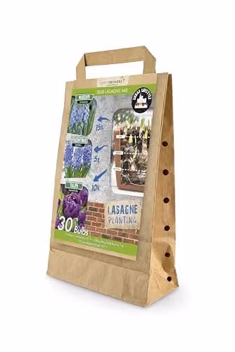GreenBrokers Blue Lasagne Mix of 30 Spring Flower Bulbs, including Muscari Armeniacum, Hyacinthus Delft Blue and Tulipa Negrita Double – 1