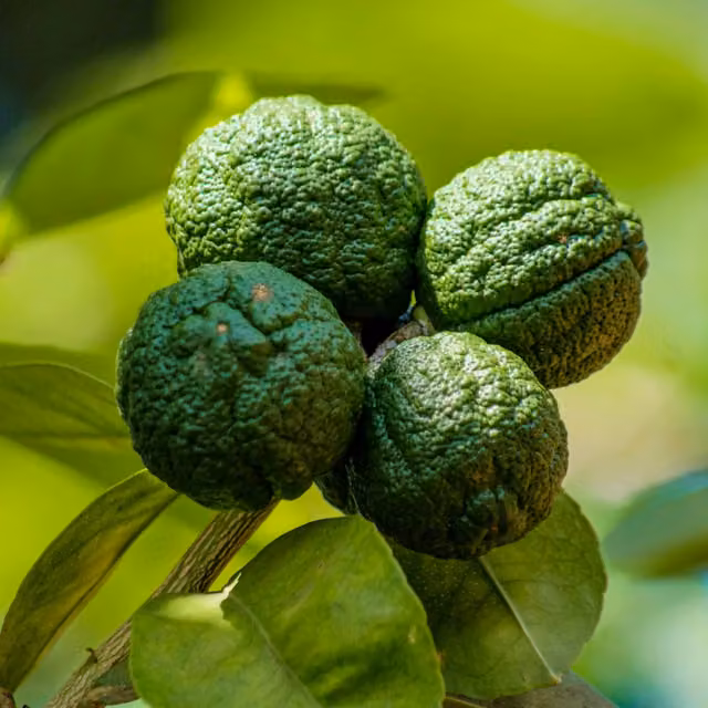 Plants By Post Mini Kaffir Lime Tree Potted Indoor Houseplant, Green