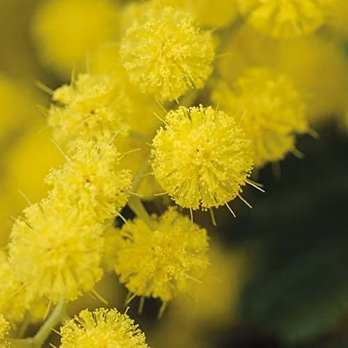 Thompson and Morgan Acacia Mimosa Dealbata Hardy Perennial Garden Plant, 3 x 9cm Pots, Yellow – 6