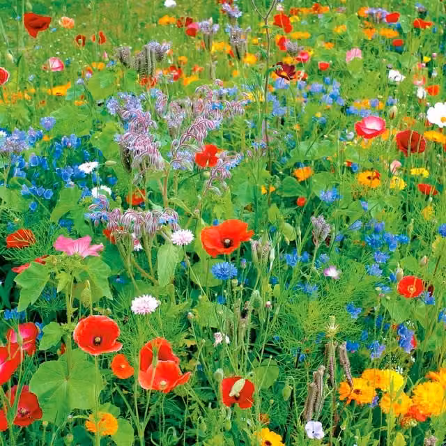 Pegdev English Meadow Wildflower Seed Mix, Multicolour, 100g