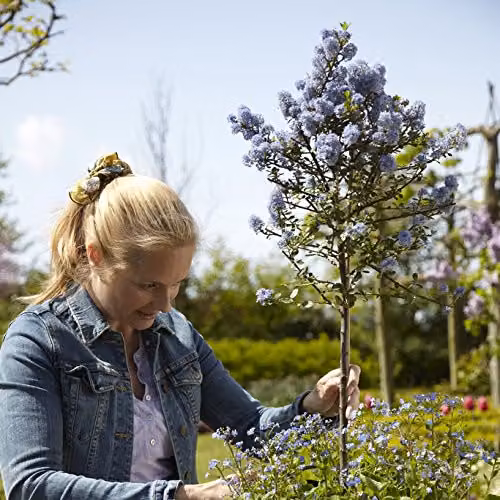 YouGarden Pair of Hardy Californian Lilac Ceanothus Standard Trees with Blue Flowers in 3L Pots, Height: 80-90 cm – 3