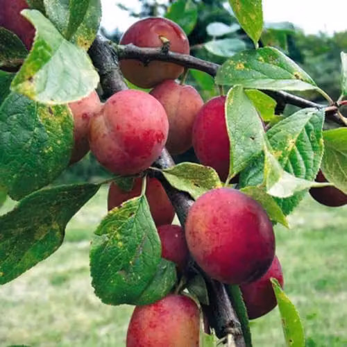 Thompson & Morgan Victoria Plum Tree, Self-Fertile Fruit Tree for Small Gardens and Containers, 4.5 Litre Potted Plant – 2
