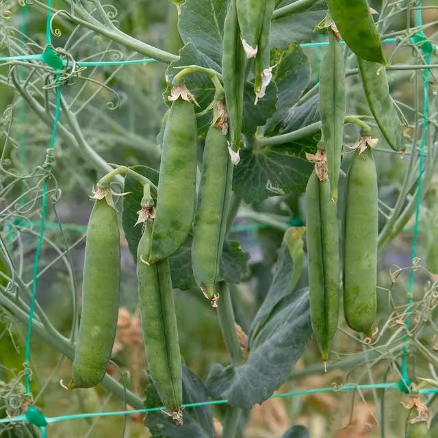 Marshalls Early Onward Garden Pea Seeds, Heavy-Cropping Green Variety, 300 Seeds