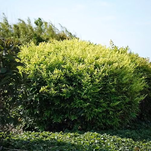Thompson & Morgan Nandina domestica Magical Lemon and Lime Dwarf Evergreen Ornamental Shrub, Yellow and Green, Pack of 3, 9cm Pots – 1