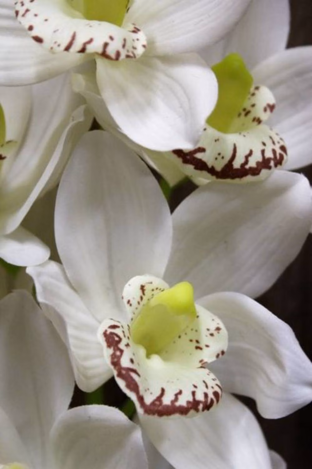 KDMD White Phalaenopsis Orchid Spray, Height: 114.3 cm – 5
