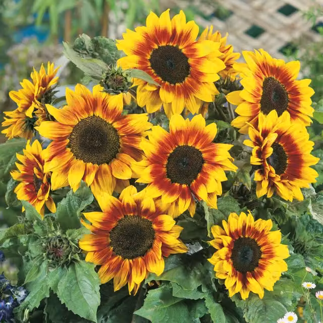 Unwins Firecracker Sunflower Seeds, Red, Gold and Yellow