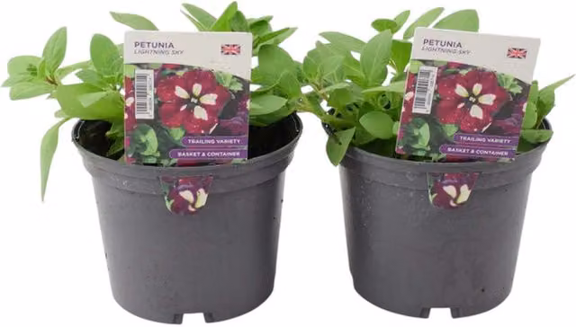 Plants by Post Petunia Lightning Sky Bedding Plants, 2 x 1L, Deep Purple with White Speckles