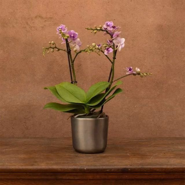 Primrose Pink and Violet Queen Phalaenopsis Moth Orchid Plant in a 12cm Pot, Height: 45cm
