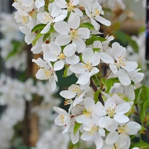 Thompson & Morgan Crab Apple Sugar TYME Hardy Deciduous Tree with Fragrant White Blossoms and Red Fruits, 2 x 12 Litre Pots