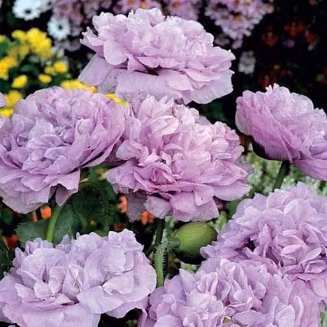 Thompson & Morgan Poppy Seeds Candy Floss Paeoniiflorum Group Hardy Annual Flower Seeds, 250 Seeds