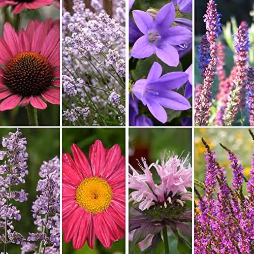 Thompson and Morgan Nurseryman's Choice Cottage Garden Perennial Plants, Purple, 1 x 9cm Potted Plants – 1