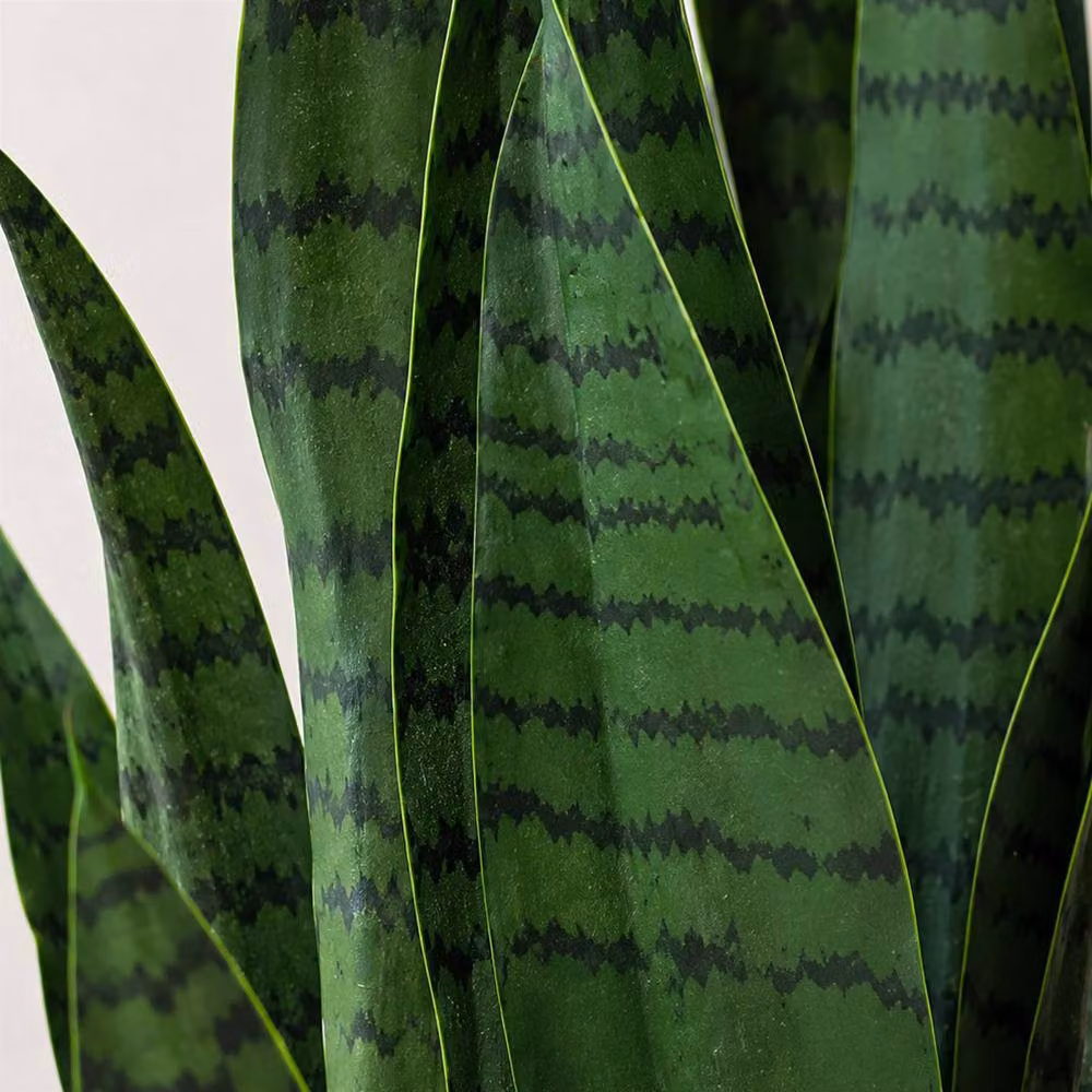 Leaf Premium Dark Green Artificial Sansevieria Succulent Potted Plant, Height: 70 cm – 2