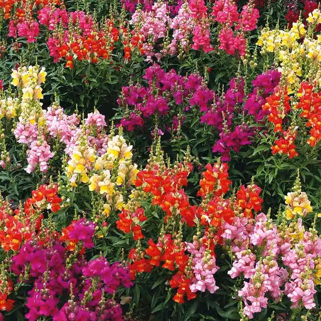 Unwins Antirrhinum Giant Rust Resistant Multicolour Flower Seeds