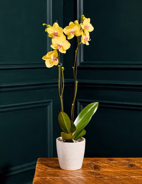 M&S Yellow and White Phalaenopsis Orchid in a Round Ceramic Pot