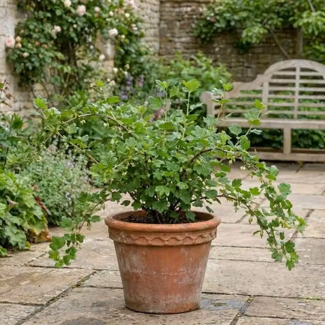 Plants By Post Gooseberry Fruit Plant, Green Potted Shrub