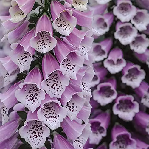 Thompson and Morgan Digitalis Dalmatian Mix Foxglove Hardy Perennial Garden Plants, 3 x 9cm Pots – 5
