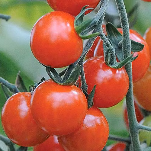 Thompson and Morgan Mr. Happy Tomato Sweet Aperitif Red Vegetable Seeds – 2