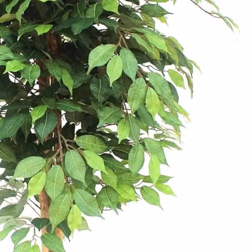 LeafUK Green Artificial Ficus Tree – 3