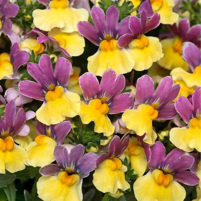 Plants By Post Nemesia Lady Lucy Bedding Plants, Pack of 3, Plum Purple
