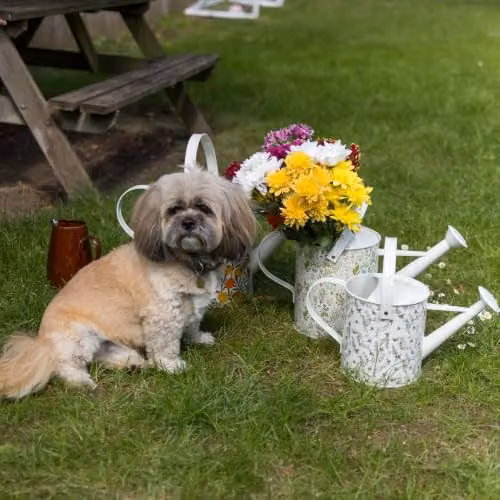 The British Gardening Company Sketchy Bees Metal Watering Can, 3 Litre, Multicolour and White – 6