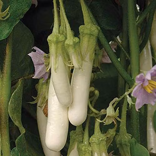 Thompson & Morgan Gretel Aubergine Vegetable Seeds, 5 Seeds per Packet – 3