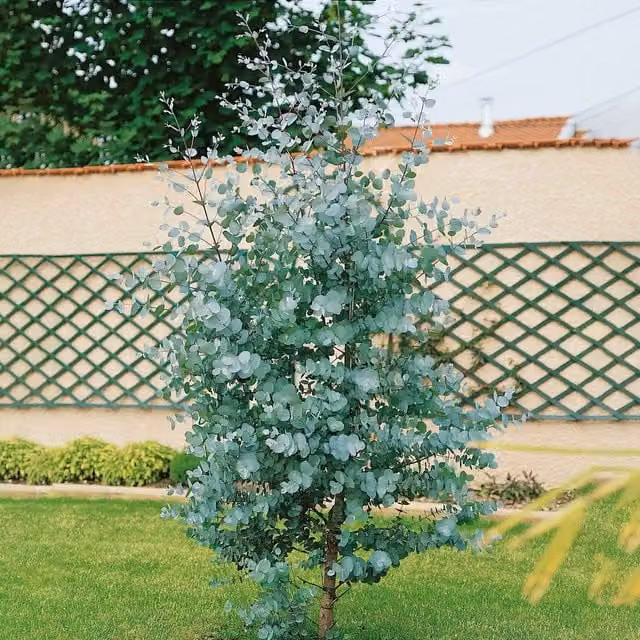 Marshalls Garden Eucalyptus Gunnii Evergreen Ornamental Tree with Silvery Foliage and Flaking Bark, Blue