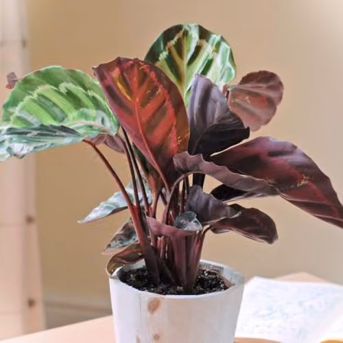 Thompson & Morgan Calathea Medallion Indoor Plant with Exotic Patterned Green and Silver Foliage, Set of 3 x 12cm Pots – 4