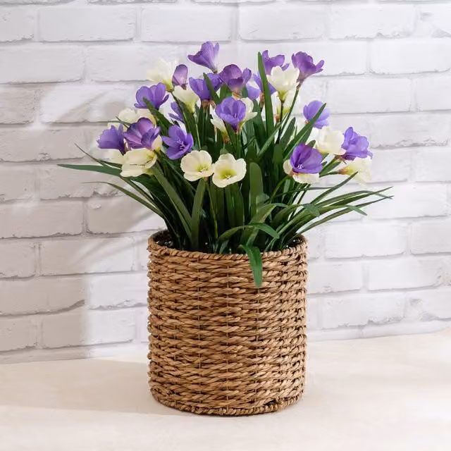 Scottish Everlastings Ltd Purple and White Crocus in a Round Seagrass Rattan Basket