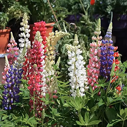Thompson and Morgan Lupin Gallery Mix Hardy Perennial Flowering Garden Plants, Multicolour, 3 x 9cm Pots – 2