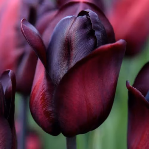 Thompson & Morgan Tulip Ronaldo Triumph Bulbs, Rich Purple-Maroon, 8 Bulbs