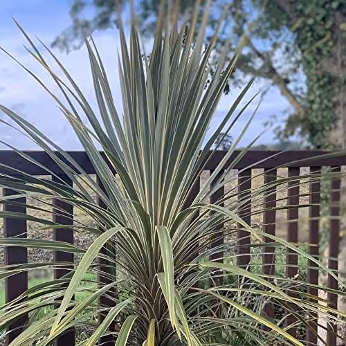 Thompson and Morgan Cordyline Australis Torbay Dazzler Cabbage Palm, Green, 1x 9cm Potted Ornamental Shrub – 1