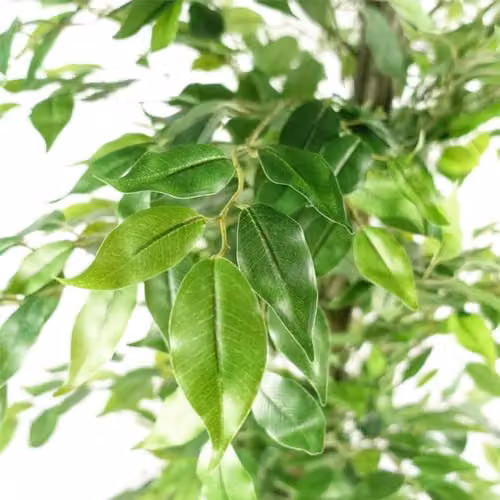 Leaf Design UK Green Artificial Ficus Tree, H 180 cm x W 70 cm x D 70 cm – 2