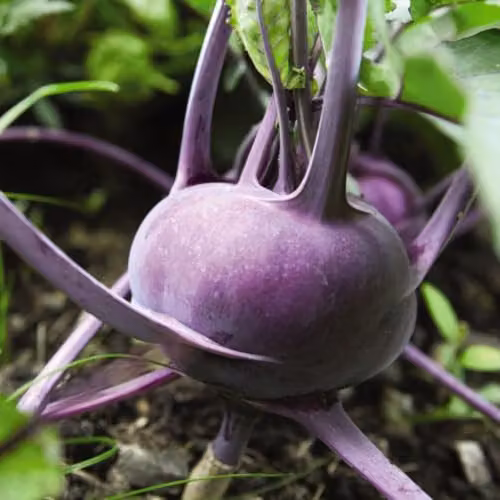 Thompson & Morgan Kohl Rabi Kolibri F1 Hybrid Purple Vegetable Seeds, 35 Seeds – 1