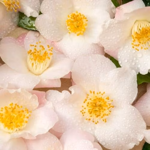Thompson and Morgan Camellia Japonica Winter Perfume Pearl Ornamental Shrub, Pink, Gold and White Flowers, 15 cm Pot